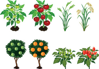 Fototapeta premium Garden plants maturation stages set, ripe and unripe tomato, pepper, orange tree and rice isolated on white