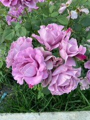 Obraz premium pink roses in a garden
