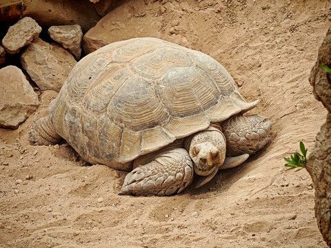 turtle on the ground Djerba 
