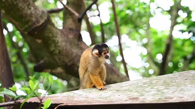 Curious squirrel monkey foraging for food in the jungle