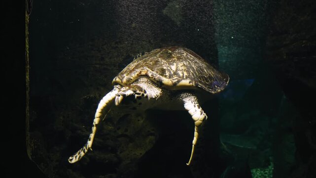 Close-up of a large sea turtle swimming and looking at the camera