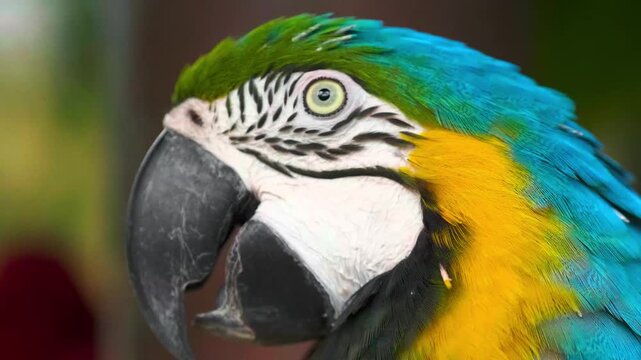blue and yellow macaw ara