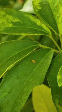 Large tropical schefflera leaves creating a lush panoramic background. Wild subtropical and tropical nature with dense green foliage. Concept of exotic travel, jungle atmosphere, and holidays in the