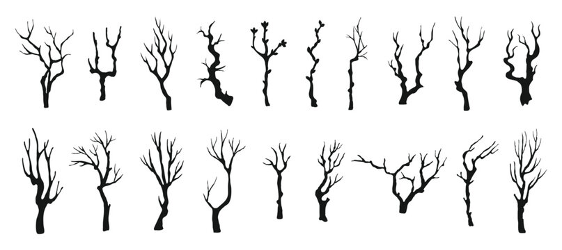 Twigs tree trunk for trees branches branch and twig leafless trunks. Bare black outline for dry dead spooky and eerie forest halloween. Twigs monochrome woodland for trees nature contour.