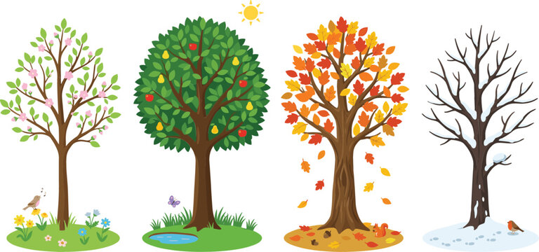 Flat vector illustration of four isolated trees showing the change of seasons including spring blossoms summer fruit autumn leaves and winter snow on white background.