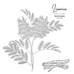 Obraz premium Licorice plant vector illustration. Liquorice, Glycyrrhiza glabra root, flowers and leaves hand drawn. Engraved sketch.