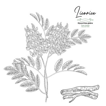 Licorice plant vector illustration. Liquorice, Glycyrrhiza glabra root, flowers and leaves hand drawn. Engraved sketch.