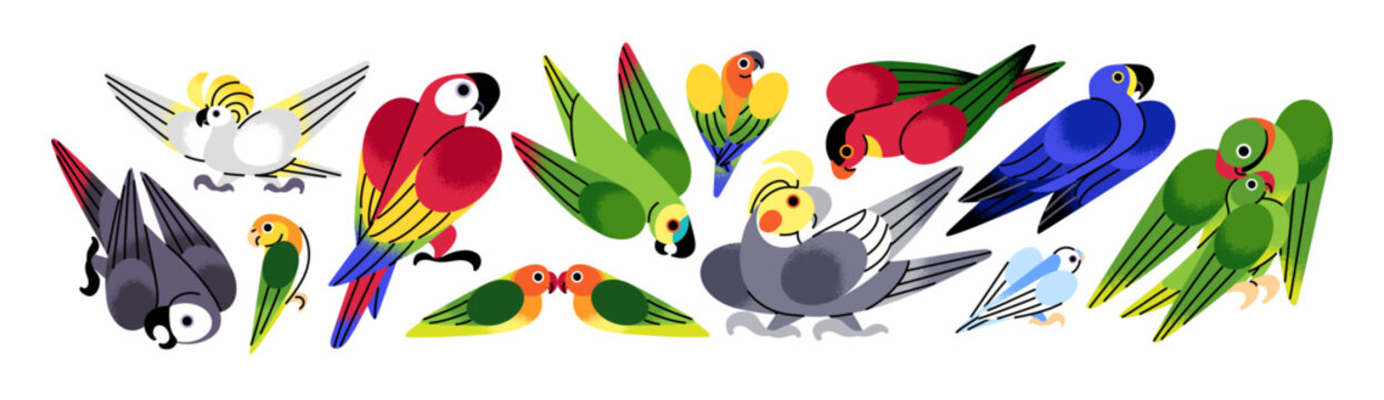 Abstract cute parrots set. Different species of tropical birds- cockatoo, macaw, corella, budgerigar and lovebird. Funny feathered animals of jungle. Flat isolated vector illustrations on white