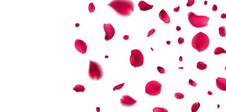 Vibrant celebration  featuring a dynamic scattering of magenta and deep pink rose