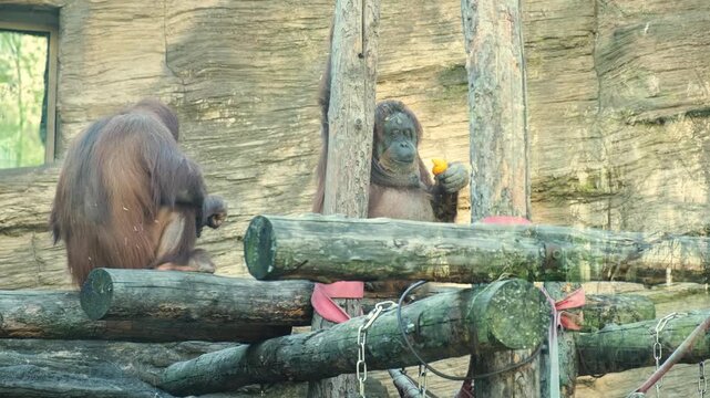 Orangutan Eating Orange Fruit While Sitting On Wooden Logs. Another ape sits nearby in a zoo enclosure with rock walls.