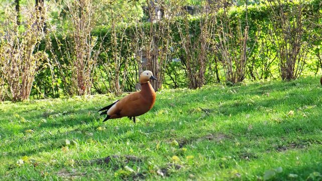 Ruddy Shelducks Standing On Green Grass Near Bushes. The birds display their distinctive rusty-brown plumage and pale heads in an outdoor park or sanctuary setting.