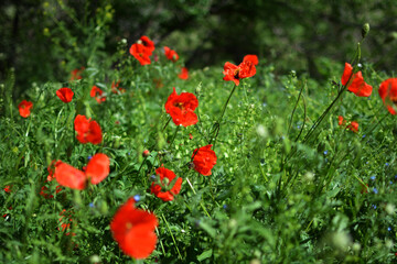 Fototapeta premium Vibrant red poppies in full bloom scattered across a lush green meadow under natural daylight