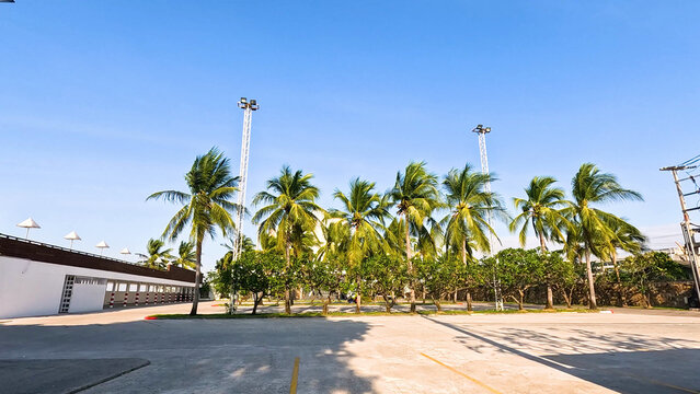 Row of Palm Trees and Tropical Greenery at Krating Lai Beach
