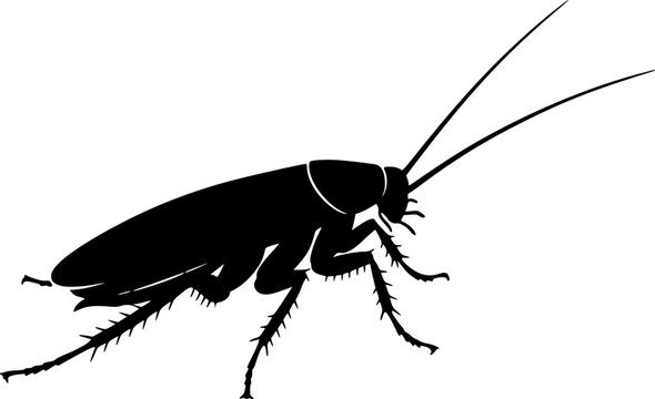 Single black cockroach silhouette isolated on white background
