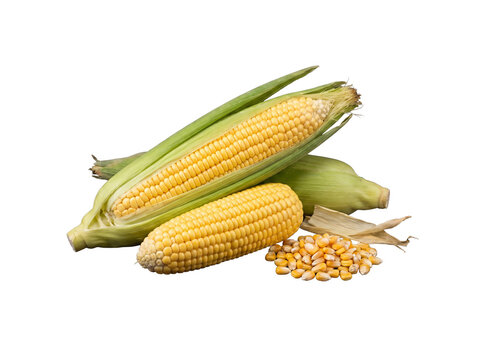 Fresh sweet corn cobs with green husks and golden kernels, arranged on a transparent background, showcasing harvest.