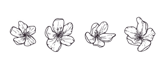 Set of hand drawn apple flower heads vector isolated illustration. Blooming spring blossoms clip art. Graphic sketch element for wedding invitation, greeting card and botanical design. Top view © Masha_tolk_art