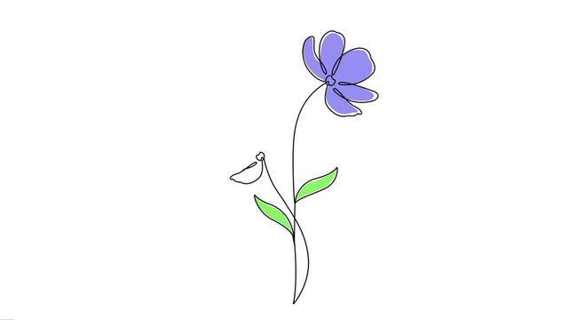 Blue cosmos flowers with green leaves continuous line animation. 