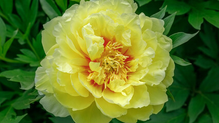Blooming yellow peony with green leaves in a garden during springtime © Fleuronica