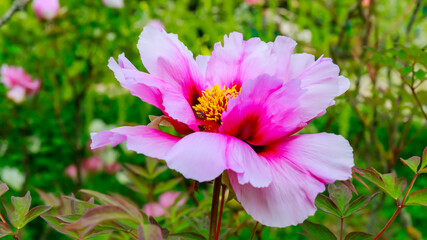 Colorful flower blooms in a garden during spring season with many green leaves surrounding it © Fleuronica