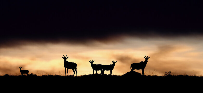 Topi antelopes against a stunning sunset sky. Kenya. Masai Mara.
