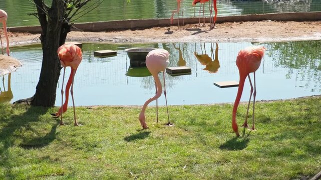 Three Pink Flamingos Foraging In Grass With Synchronized Neck Movements. A trio of pink flamingos standing in a row on a grassy bank near water, bending their long necks down to feed.