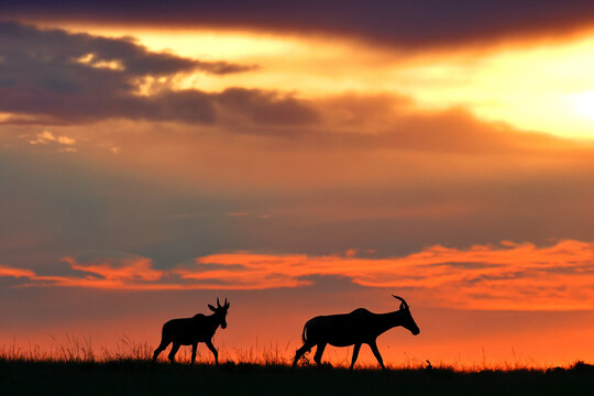 Topi antelopes against a stunning sunset sky. Kenya. Masai Mara.