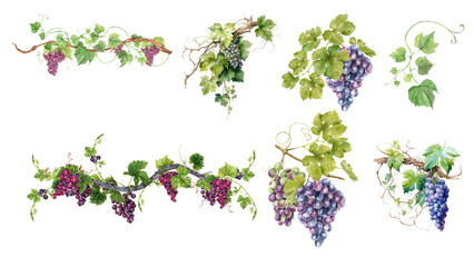 Collection of watercolor grape vine illustrations with ripe purple grapes and fresh green leaves, perfect for elegant botanical designs © epos studio art