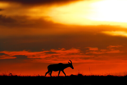 Topi antelope against a stunning sunset sky. Kenya. Masai Mara.
