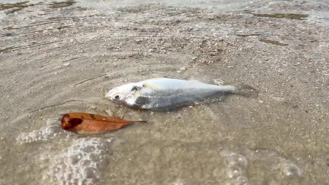 dead fish washed up on sandy shoreline in Halong Bay, representing water pollution, environmental disaster and ecosystem damage