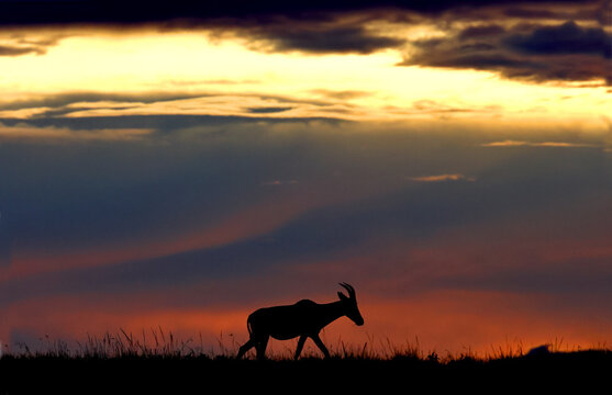 Topi antelope against a stunning sunset sky. Kenya. Masai Mara.