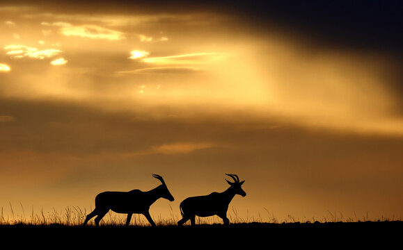 Topi antelopes against a stunning sunset sky. Kenya. Masai Mara.