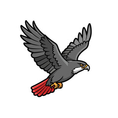 Fototapeta premium A powerful hawk flying with wings spread wide in the sky