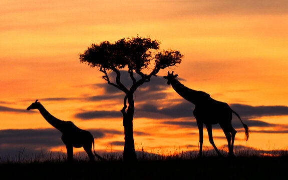 Giraffes against a stunning sunrise sky. Kenya. Masai Mara.
