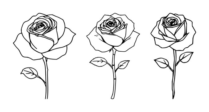Rose line art set with delicate black silhouette on white background featuring botanical, floral illustration, minimalist graphic with outline and stylized petals