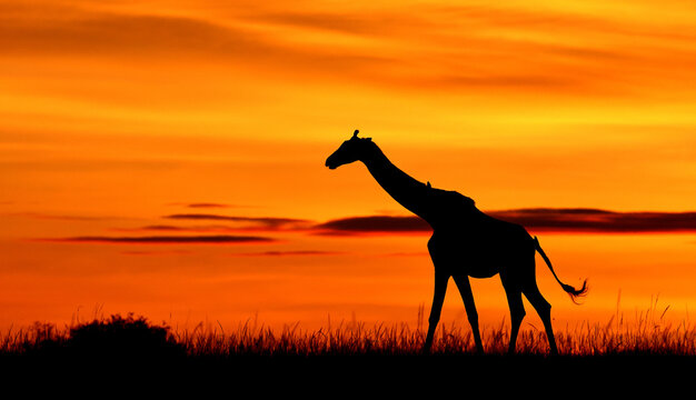 Giraffe against a stunning sunrise sky. Kenya. Masai Mara.