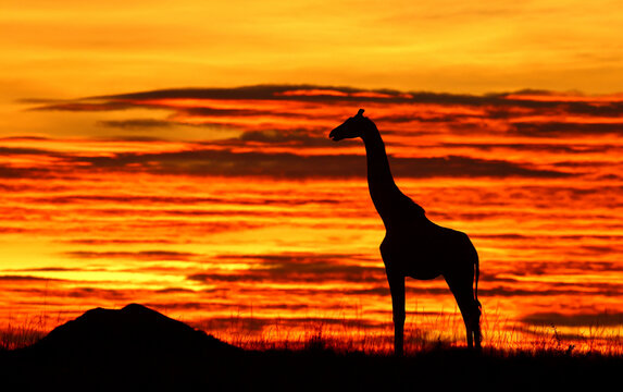 Giraffe against a stunning sunrise sky. Kenya. Masai Mara.