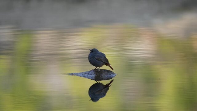 Cinematic shot of a plumbeous water redstart bird perched on a small submerged rock, featuring a perfect symmetrical reflection on the calm and colorful water surface.