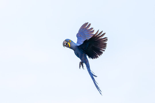 Hyacinth macaw (Anodorhynchus hyacinthinus), hyacinthine macaw, largest flying parrot species with brilliant blue plumage. Corumba, Pantanal, Mato Grosso do Sul Brazil. Brazilian birdwatching.