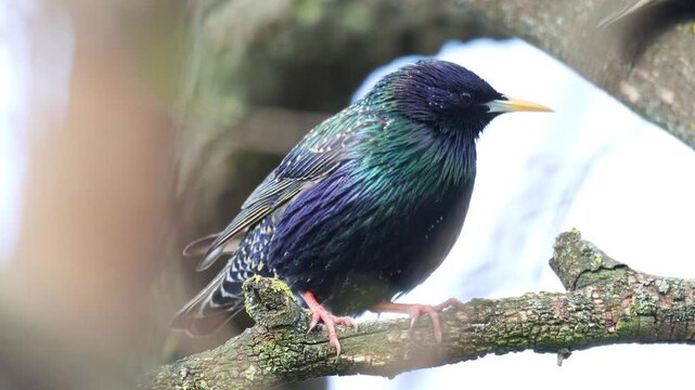 Macro Shot of a Majestic Common Starling with Colorful Plumage