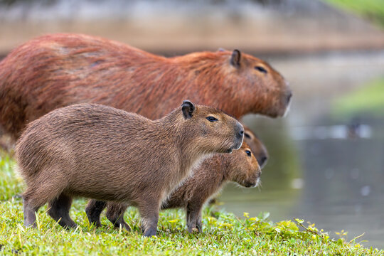 Capybara or greater capybara (Hydrochoerus hydrochaeris), largest living rodent, native to South America. Barigui Park municipal park, Curitiba, Parana. Brazil. Brazilian wildlife