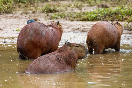 Capybara or greater capybara (Hydrochoerus hydrochaeris), largest living rodent, native to South America. Barigui Park municipal park, Curitiba, Parana. Brazil. Brazilian wildlife