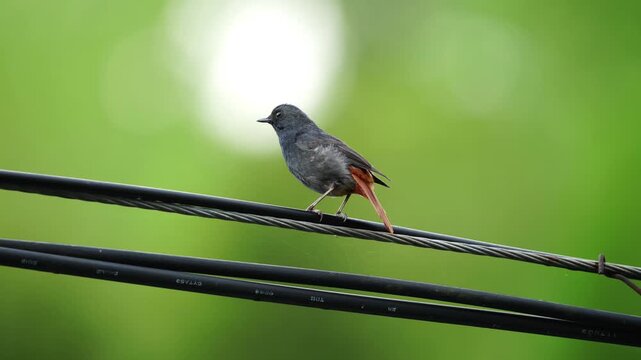 Close up of a plumbeous water redstart bird perched on a black wire against a vibrant smooth green foliage background, urban wildlife adaptation.