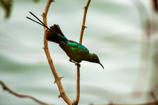 Cinnyris pulchellus