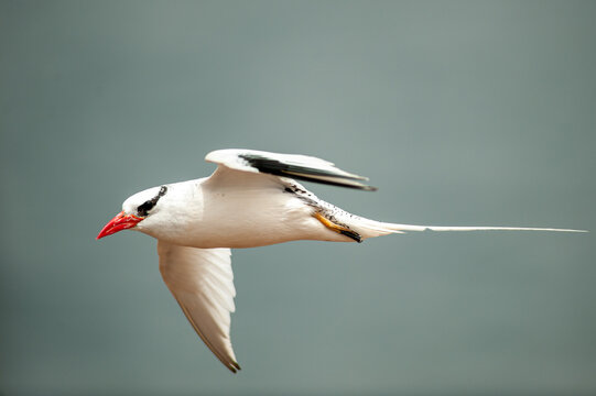 Phaethon aethereus