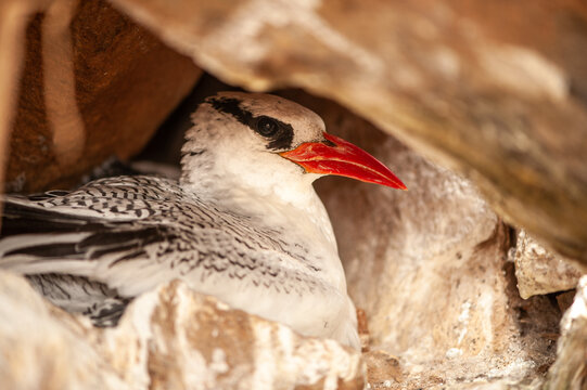 Phaethon aethereus