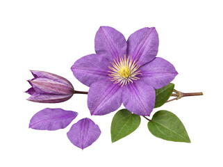 Realistic illustration of a blooming purple clematis flower, a bud, lush green leaves, and petals. © Terri