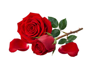 Fototapeta premium Exquisite red roses, one fully bloomed and a smaller bud, attached to a thorny stem with green leaves and petals.