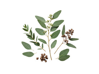 Natural composition of eucalyptus leaves, delicate green buds, and earthy dried seed pods. © Terri