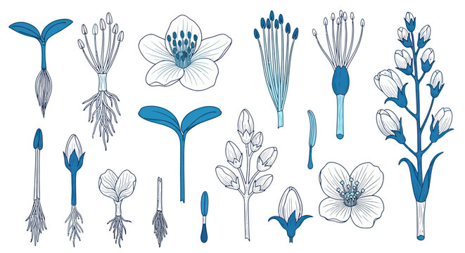 Detailed botanical illustration showcasing various plant anatomy elements.