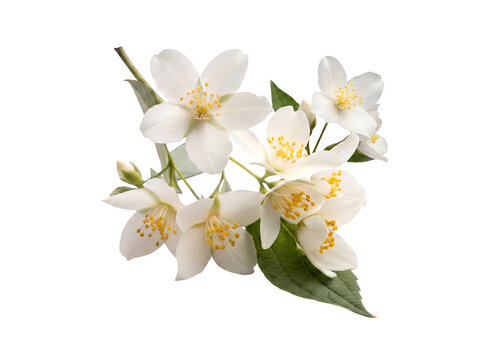 Close-up of beautiful white jasmine flowers with vibrant green leaves on a branch, isolated on a transparent background.